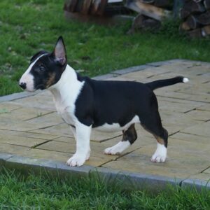Terri - Bull Terrier Miniatura macho