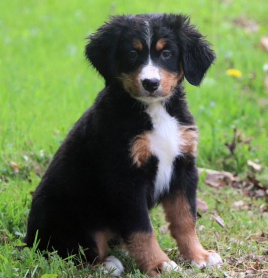 Madison - Bernese Mountain Dog hembra - Imagen 2