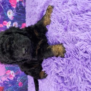 Nicky - Mini Goldendoodle hembra