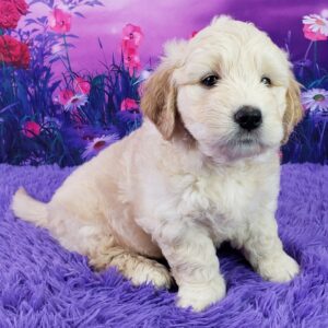 Nabisco - Mini Goldendoodle macho