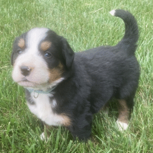 Bailey - Bernese Mountain Dog macho