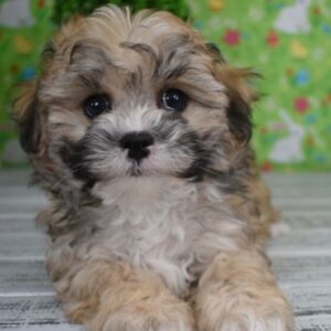 Willow - Shih Poo hembra