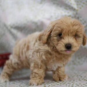 Darren - Maltipoo hembra