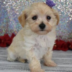 Elsa - Maltipoo hembra