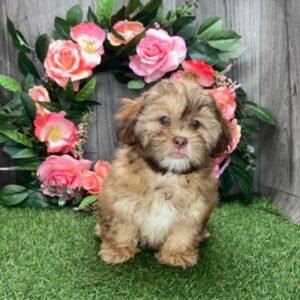 Lissie - Shih Poo hembra