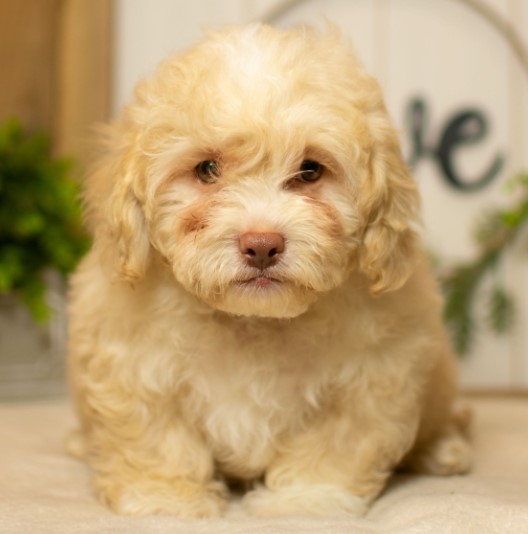 Diz - Shih Poo macho - Imagen 2