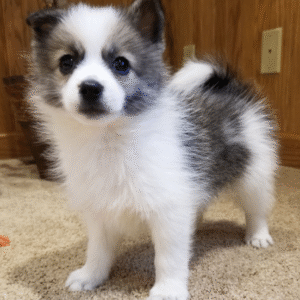 Chief - Pomsky macho