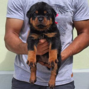 Cloey - Rottweiler hembra
