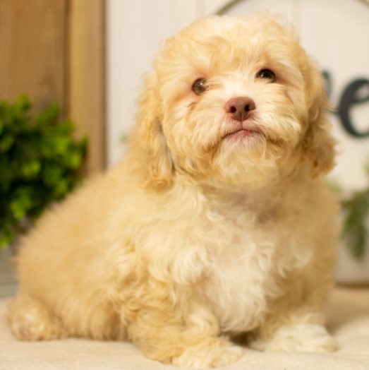 Diz - Shih Poo macho