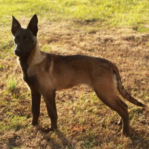 Freedom - Malinois hembra