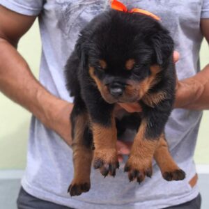 Leo - Rottweiler macho