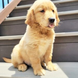 Luke - Golden Retriever macho
