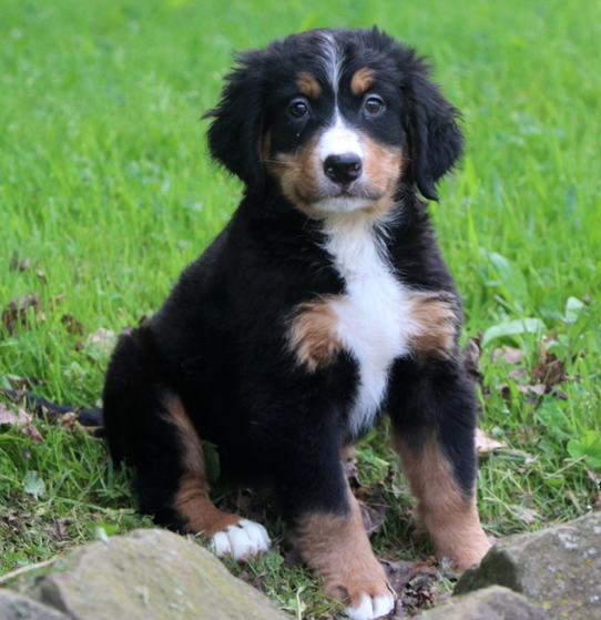 Madison - Bernese Mountain Dog hembra