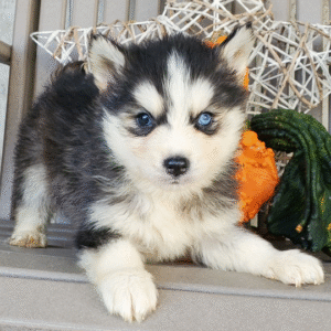 Marky - Pomsky macho