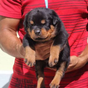 Klara - Rottweiler hembra