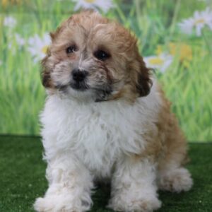 Owen - Shih Poo macho