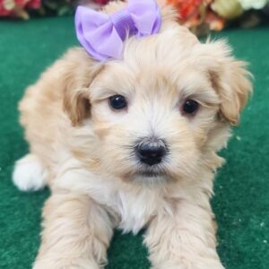 Stella - Maltipoo hembra