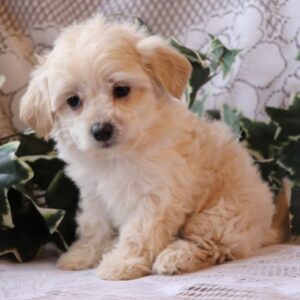 Polly - Shih Poo hembra