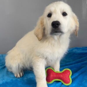 Emmett - Golden Retriever macho