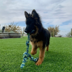 Madi - Pastor Alemán hembra