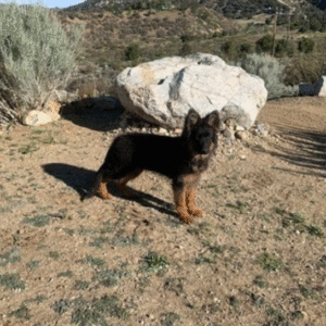 Sam - Pastor Alemán macho