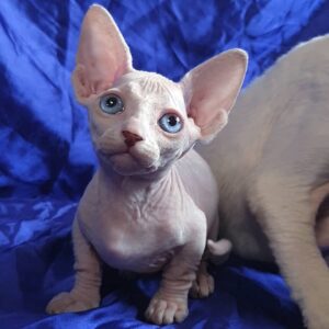 Ivy - Sphynx Hembra