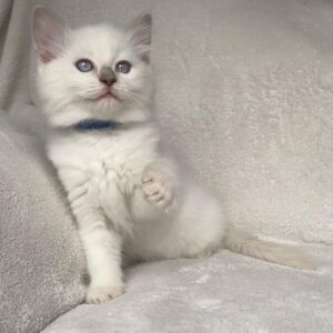 Preston - Ragdoll Macho