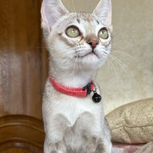 Casper - Singapura Macho