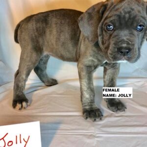 Jolly - Cane Corso Hembra
