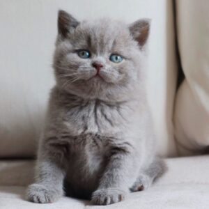 Molly - British Shorthair Hembra