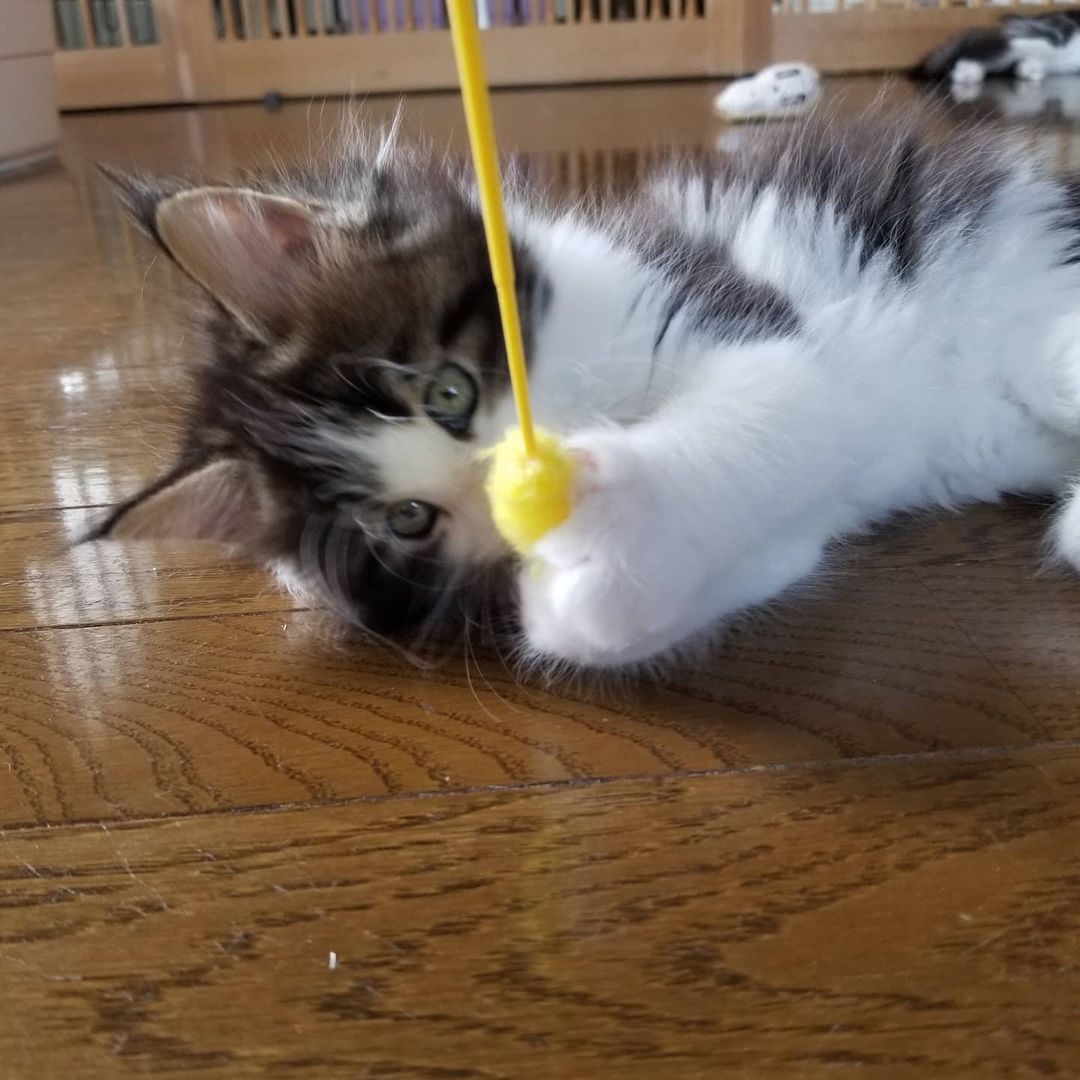 Celin - Maine Coon Hembra - Imagen 2