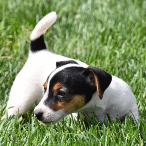Dove - Jack Russell Terrier Hembra