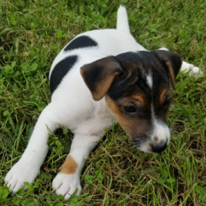 Wayne - Jack Russell Terrier Macho