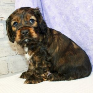 Sophia - Cocker Spaniel Inglés Hembra