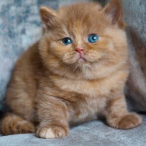 Macie - British Shorthair Hembra