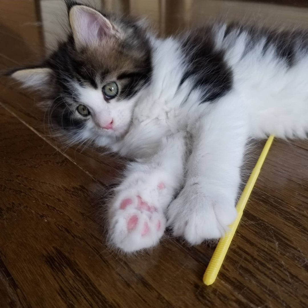 Celin - Maine Coon Hembra - Imagen 3