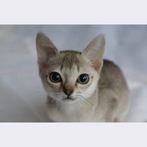 Abby - Singapura Macho