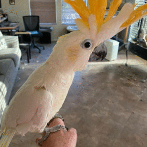 Titan - Cacatúa de Cresta Amarilla Macho