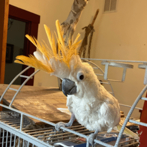 Luna - Cacatúa de Cresta Citrón Hembra