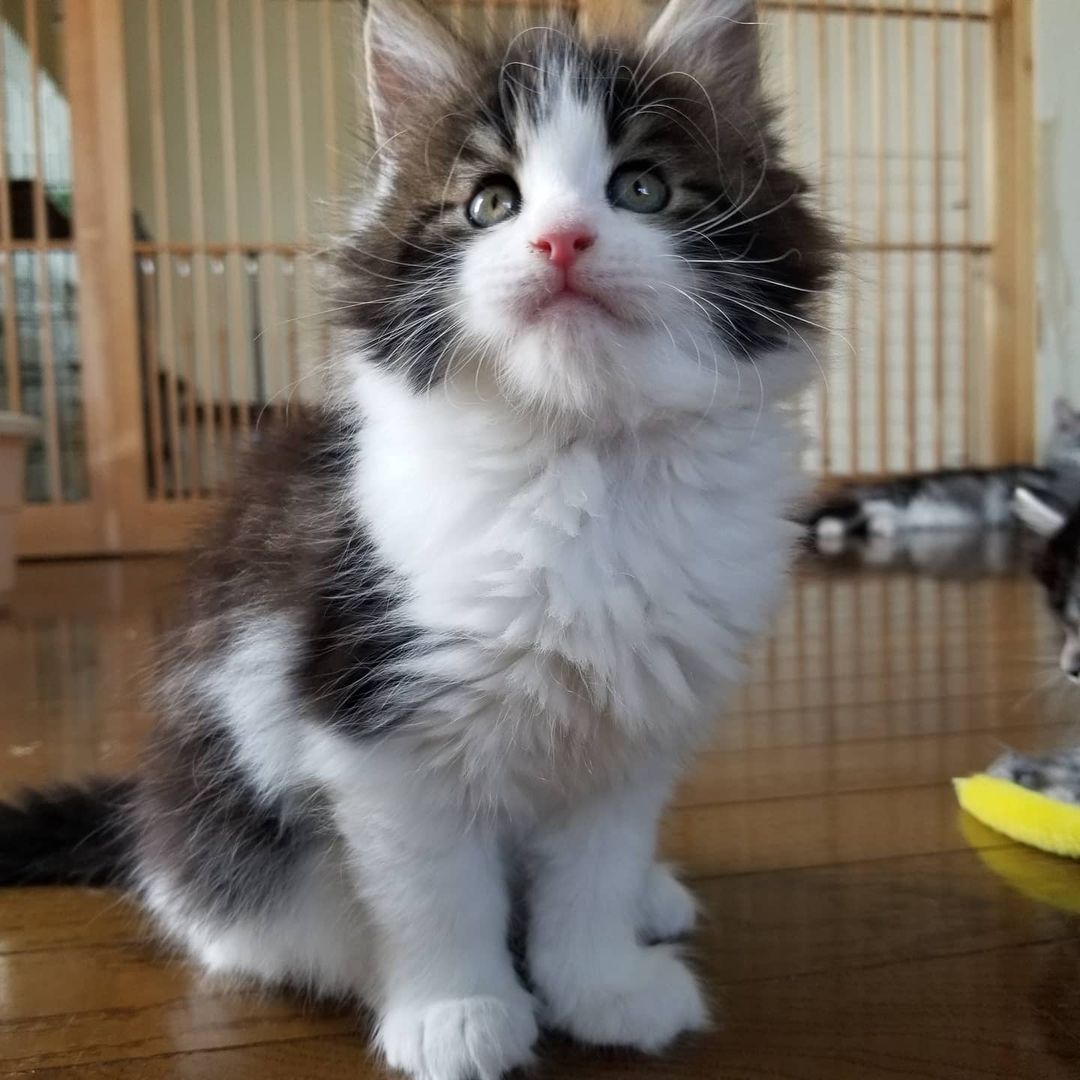 Celin - Maine Coon Hembra