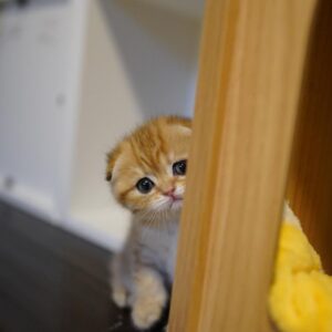 Jackson - Munchkin Macho