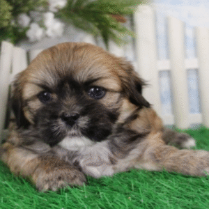 Kendra - Lhasa Apso Hembra