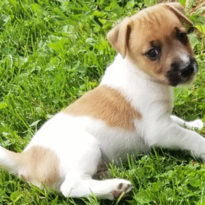 Bo - Jack Russell Terrier Macho