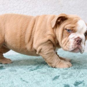 Athena - Bulldog Inglés Hembra