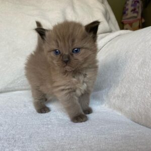 Bear - Ragdoll Macho