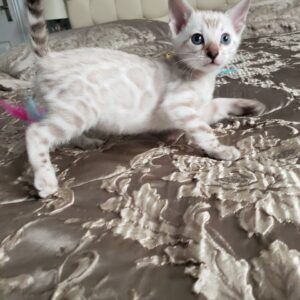 Benzy - Bengal Hembra