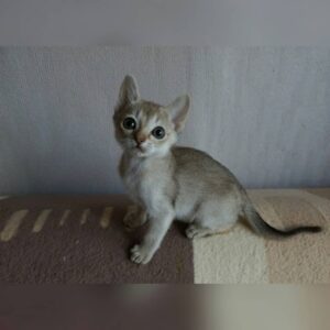 Caleb - Singapura Macho