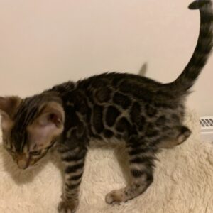 Carlos - Bengal Macho