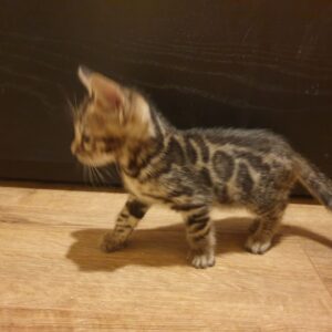 Clio - Bengal Hembra