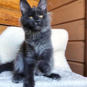 Dineo - Maine Coon Hembra